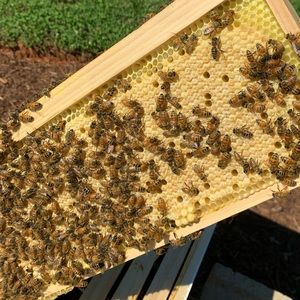 Meet your Posher, Queen Bee!